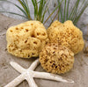 Natural Sea Sponges